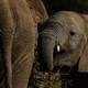 Illustration for article titled How Elephants May Help Africa’s Rainforests Fight Climate Change